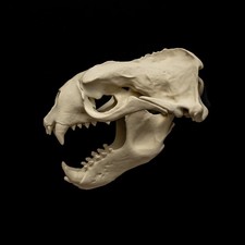 Listing image for Sea Lion Skull Replica Life Size 15" Steller Skull Removable Jaw Museum Model