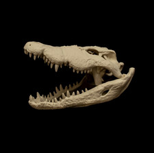 Listing image for Nile Crocodile Skull Replica Croc Skull Model Reptile Skull Natural History Deco