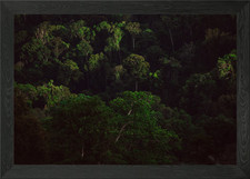 Listing image for Suriname tropical forest Framed Wall Art Poster Canvas Print Picture