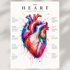 Listing image for Canvas Human Anatomy Wall Art Set Skull Heart Spine Medical Prints A4 A3 A2 A1