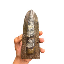 Listing image for Standing Orthoceras Fossil Polished Stone Display Piece 15-16cm Natural