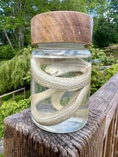 Listing image for Hognose Snake Wet Specimen Taxidermy Oddites Curiosity Collectible Animal Weird