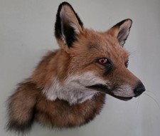 Listing image for Taxidermy Fox Head with Tail Curiosity Collectible Home Decor Animal Gift