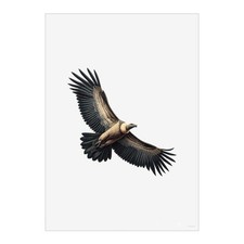 Listing image for 'Andean Condor Flying' Wall Art Poster Prints (PP061616)