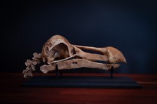 Listing image for Dodo Skull Replica with Display Base – Life Size Extinct Bird Model