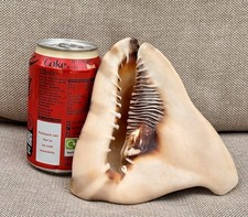 Listing image for Large King Helmet Shell Cassis tuberosa Natural Sea Shell Display Collector