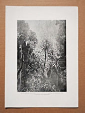 Listing image for Ruwenzori, 11,500 feet, Uganda - Antique Print - 1902