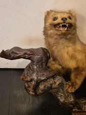 Listing image for Vintage Taxidermy Ferret Polecat on Driftwood Log Display Natural History