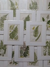 Listing image for Antique Fern Print Anne Pratt 19thC Botanical Mounted Matted Wall Art 10x12...