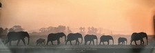 Listing image for Elephant Walk Photo Poster Nine African Elephants Print 90 X 30cms