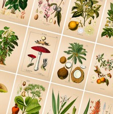 Listing image for VINTAGE BOTANICAL POSTERS PRINTS - A4 A3 A2 Poster - Wall Art Home Flower Decor