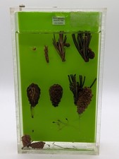 Listing image for Vintage Botanical Display original Tree specimen collection box Case diorama #1