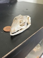 Listing image for Blue Tounge Skink Skull Taxidermy Lizard Crafts Collectible Oddity Curiosity