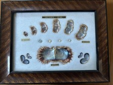 Listing image for Vintage Japanese Akoya Pearl Oyster Specimen Display Frame Cultured Pearl Art