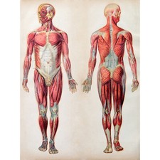 Listing image for Human Body Anatomy Muscles Art Print Poster Wall Decor 18X24 Inch