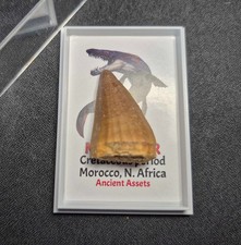 Listing image for MOSASAUR Tooth Teeth Fossil Dinosaur Jurassic World Display Case