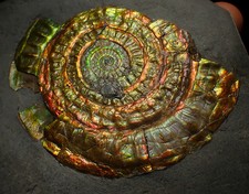 Listing image for Rainbow iridescent Caloceras ammonite fossil display piece 88mm
