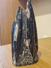 Listing image for Polished Orthoceras Fossil Display Piece (1.7kg)