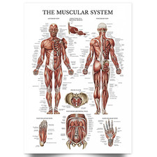 Listing image for Human Anatomy Poster Educational Muscular System Muscle Chart Body A5 - A1