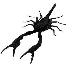 Listing image for Heterometrus Longimanus Giant Forest Scorpion Taxidermy A1 Specimen Collectible