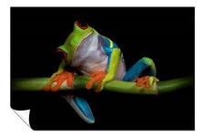 Listing image for Colorful Red-eyed Frog Portrait Nature Artistic Poster Wall Art Home Decor