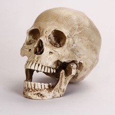 Listing image for Lifesize Realistic Human Skull Replica Resin Model Anatomical Halloween Decor