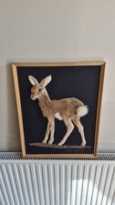 Listing image for ​Vintage Real Fur Deer Fawn Taxidermy Framed Wall Art Woodland Rustic Decor