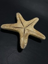 Listing image for Naturally Dried Star Fish Taxidermy Specimen Display Nautical Home Decor